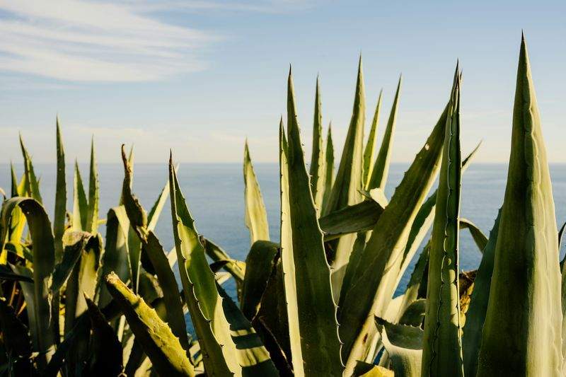 Cómo elegir el momento adecuado para cada fase del cultivo
