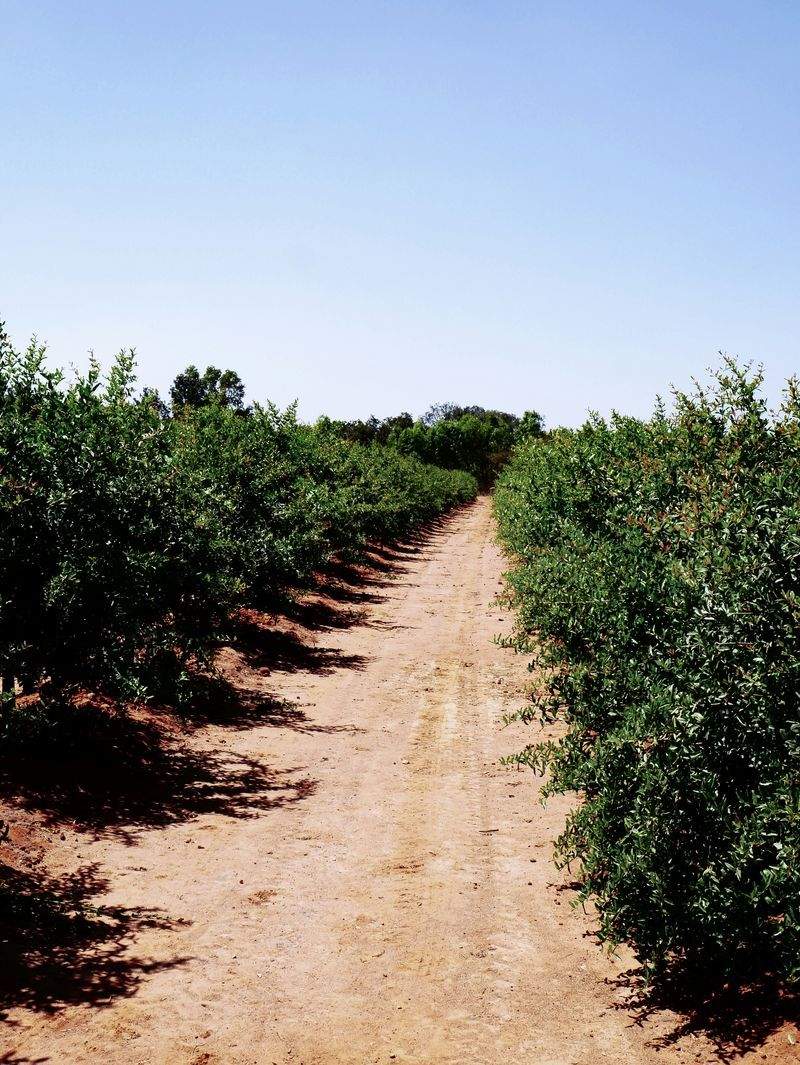 Cultivo Verde Ibérico S.L. 1