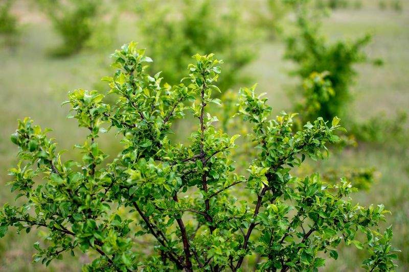 Cultivo Verde Ibérico S.L. 11