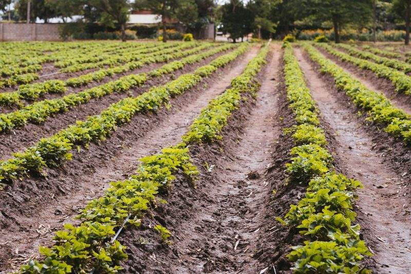Cultivo Verde Ibérico S.L. 2
