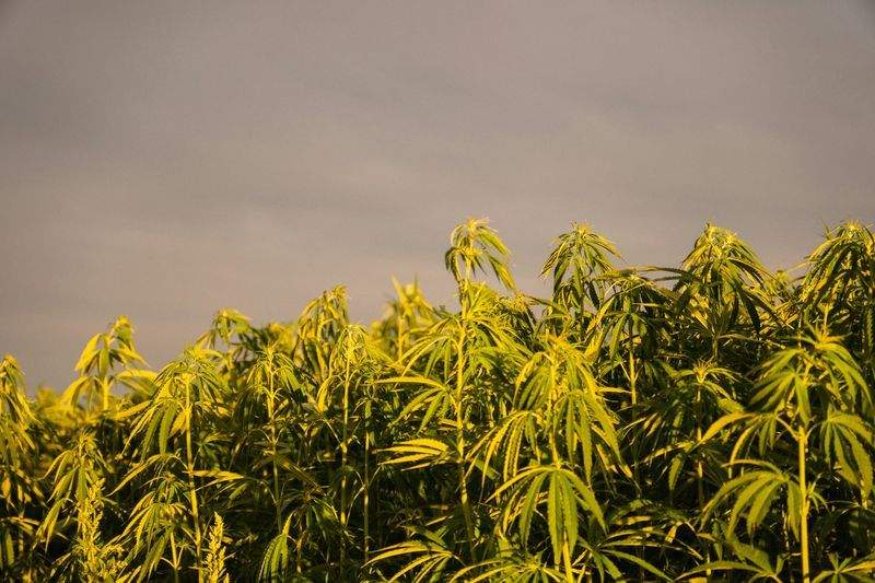 Cultivo Verde Ibérico S.L. 7