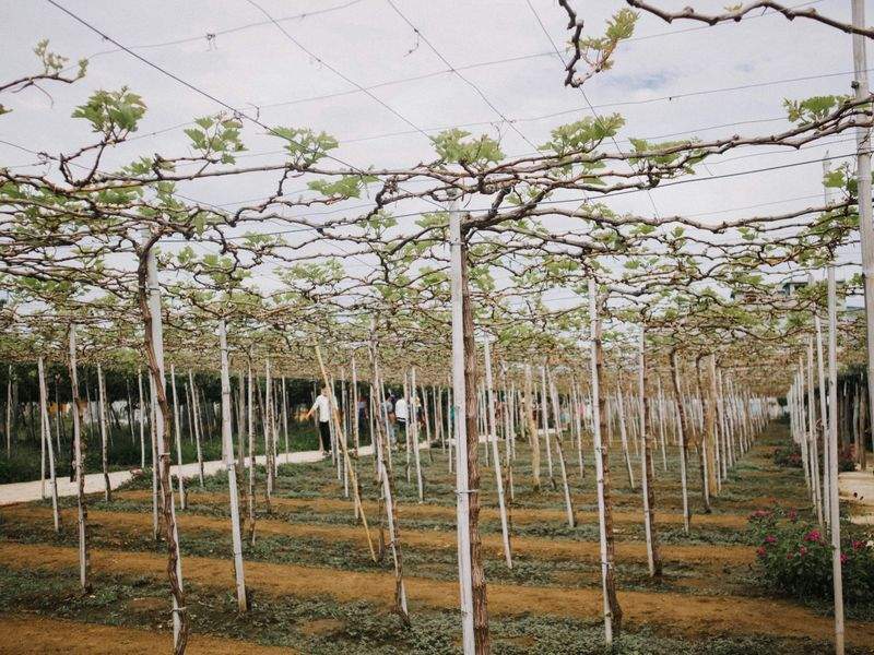 Asesoramiento agronómico para cultivos extensivos e intensivos