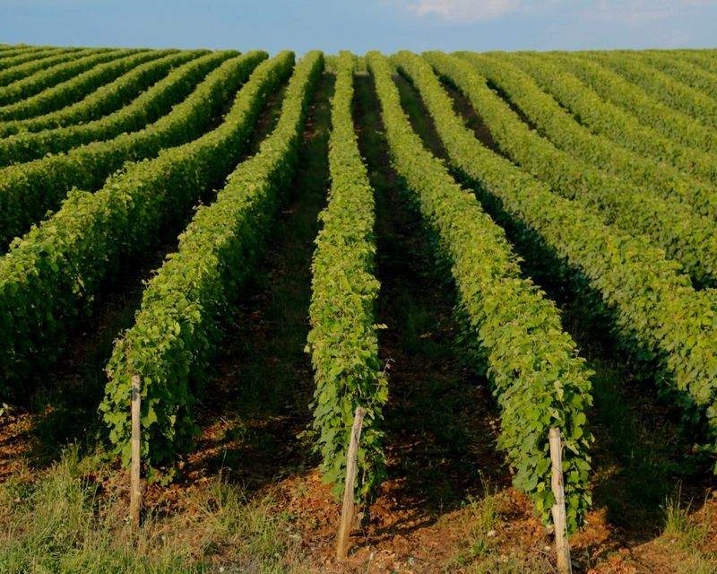Implantación de prácticas de agricultura sostenible